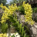 The Beauty of Epiphytes: Orchids in Bali’s Landscape Gardening