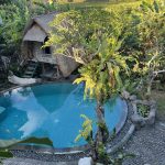 The Beauty of Epiphytes: Orchids in Bali’s Landscape Gardening