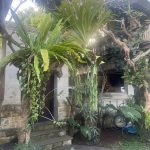 The Beauty of Epiphytes: Orchids in Bali’s Landscape Gardening